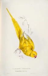 Psittacula krameri